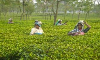 Tea Garden With Their Labour Works