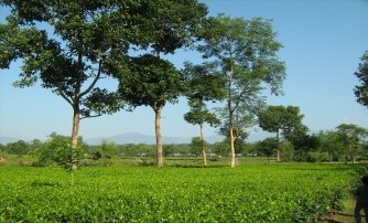 Beautiful Tea Garden Scenary At Malbazar